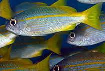 lutjanus fish|Lutjanus lutjanus, Bigeye snapper : fisheries .